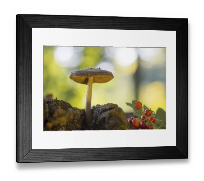 Framed Print : Velvet bolete in forest with high trees Framed Print : Velvet bolete in forest with high trees