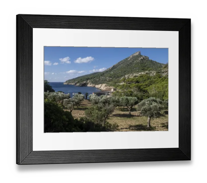 Framed Print : Es Lledo olive grove, Sa Dragonera natural park Framed Print : Es Lledo olive grove, Sa Dragonera natural park