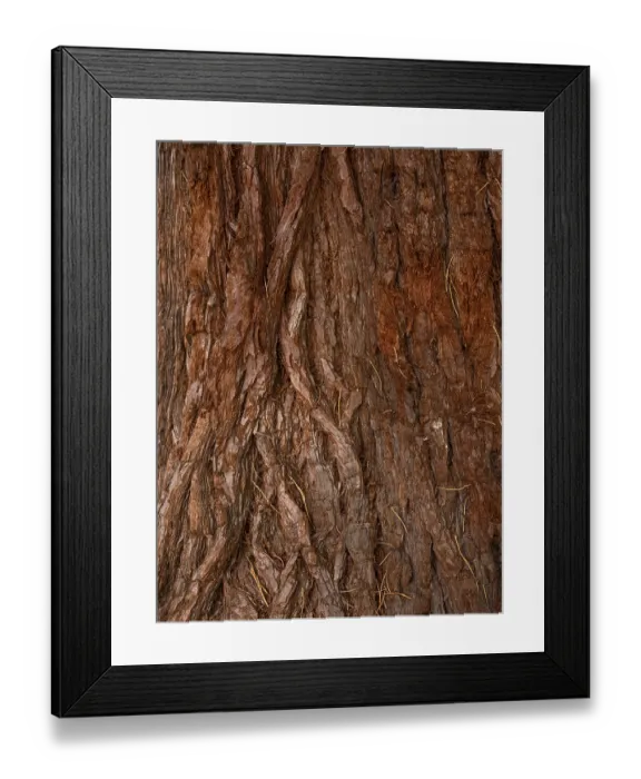 Framed Print : Bark from a sequoia tree (Sequoioidea) Framed Print : Bark from a sequoia tree (Sequoioidea)