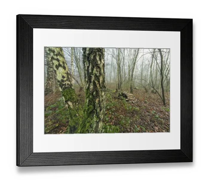 Framed Print : Mysterious foggy atmosphere pervading a birch forest with cut wood and moss growing on tree trunks Framed Print : Mysterious foggy atmosphere pervading a birch forest with cut wood and moss growing on tree trunks