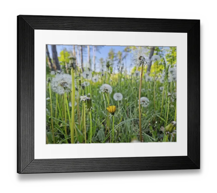 Framed Print : Field of dandelions in different growth stages Framed Print : Field of dandelions in different growth stages