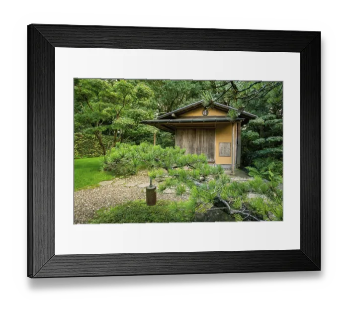 Framed Print : A pine branch drawn by a weight to be horizontal ?? japanese garden in Hanover in Stadtpark