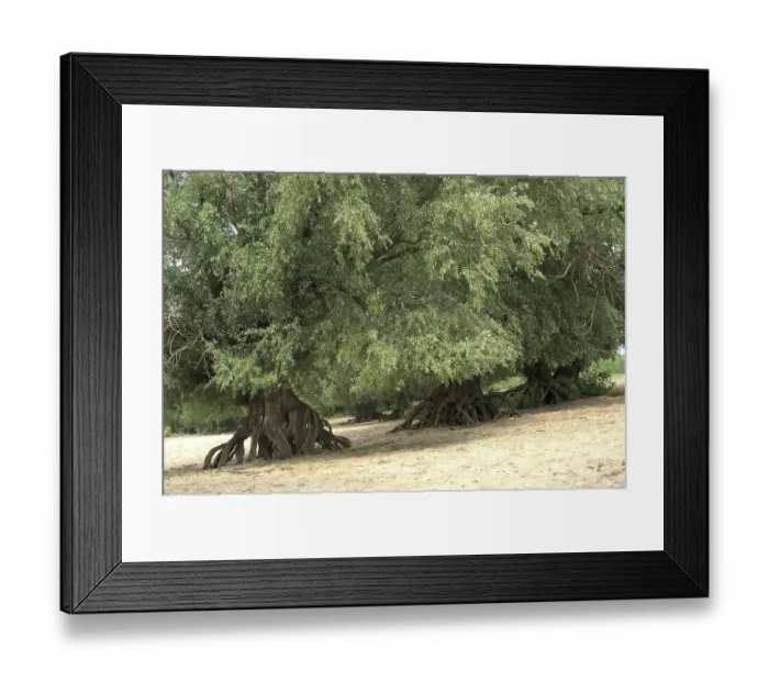 Framed Print : Willows (Salix alba) Framed Print : Willows (Salix alba)