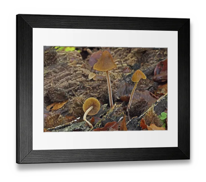 Framed Print : Dung velvet bonnet (Conocybe pubescerns) Framed Print : Dung velvet bonnet (Conocybe pubescerns)