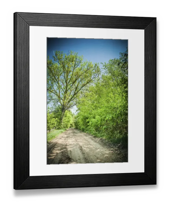 Framed Print : Sunny day on road in forest Framed Print : Sunny day on road in forest