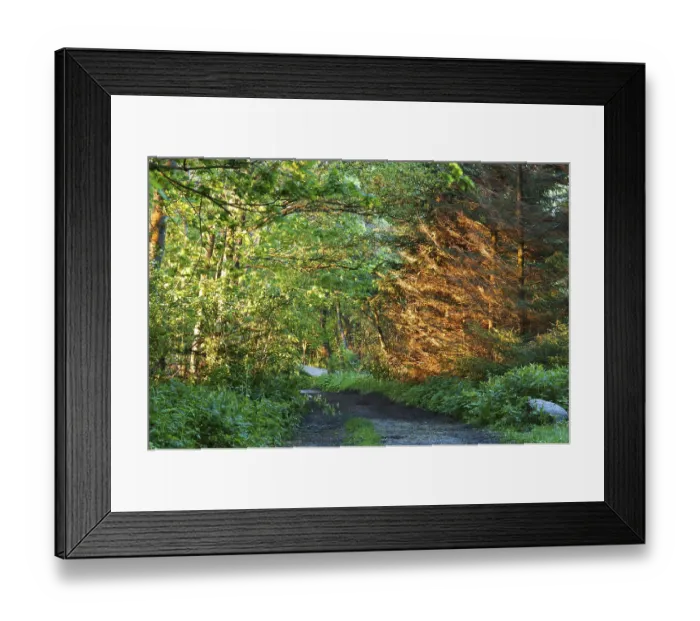 Framed Print : The sun's rays illuminate the fir tree forest