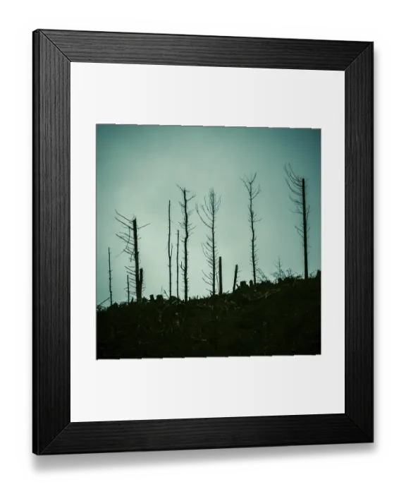Framed Print : Detai Of Dead Trees In A Forest After The Devastation Of A Forest Fire