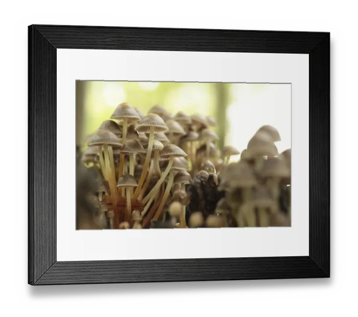 Framed Print : Mushrooms growing on a tree trunk in the forest