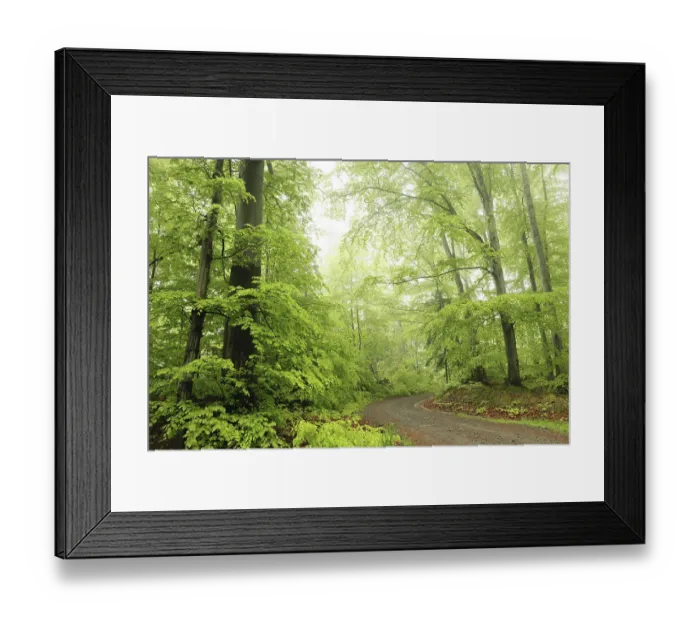 Framed Print : Beech trees in spring forest on a mountain slope in rainy weather Framed Print : Beech trees in spring forest on a mountain slope in rainy weather
