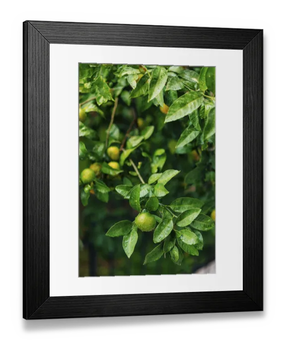 Framed Print : Ripening on the tree a tangerine Framed Print : Ripening on the tree a tangerine