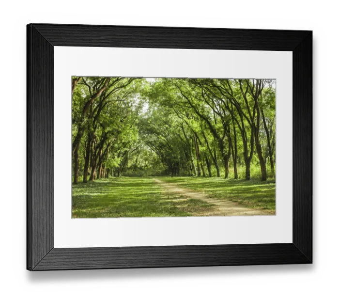 Framed Print : Fairytale forest landscape - old acacia trees stretch to the sun