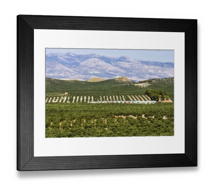 Framed Print : Olive grove in the hills of Ubeda