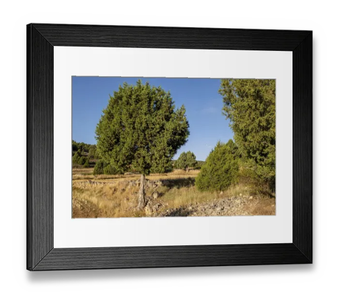 Framed Print : Juniper forest, Chaorna, Soria Framed Print : Juniper forest, Chaorna, Soria