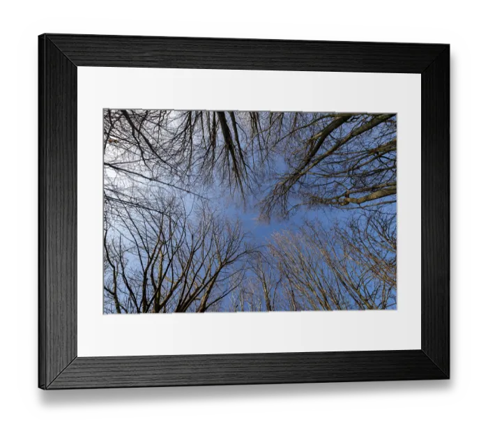 Framed Print : The filigree, leafless branches and twigs of the treetops of a deciduous forest seen from below against a blue