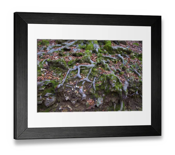 Framed Print : Autumn beech tree forest roots in Pyrenees Valle de Ordesa Huesca Spain Framed Print : Autumn beech tree forest roots in Pyrenees Valle de Ordesa Huesca Spain