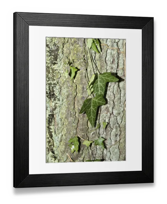 Framed Print : Beautiful patterned ivy on tree bark Framed Print : Beautiful patterned ivy on tree bark