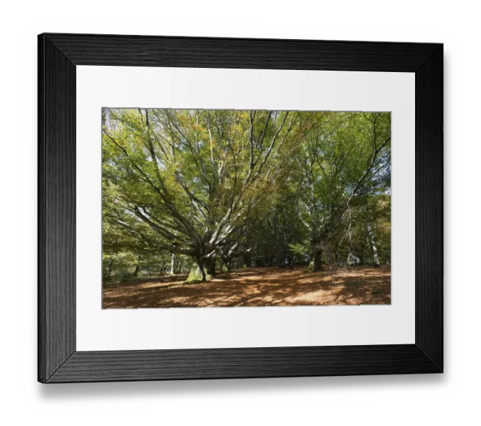 Framed Print : Trees at the mont Gargan in the French Limousin