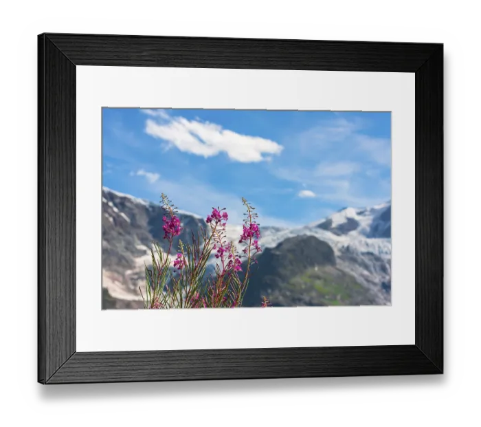 Framed Print : Swiss Apls mountains in summer with wild pink flowers on the foreground Framed Print : Swiss Apls mountains in summer with wild pink flowers on the foreground