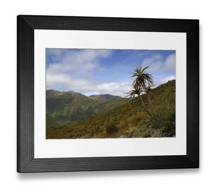 Framed Print : A small dracophyllum plant overlooks an alpine valley on the West Coast near Lake Haupiri