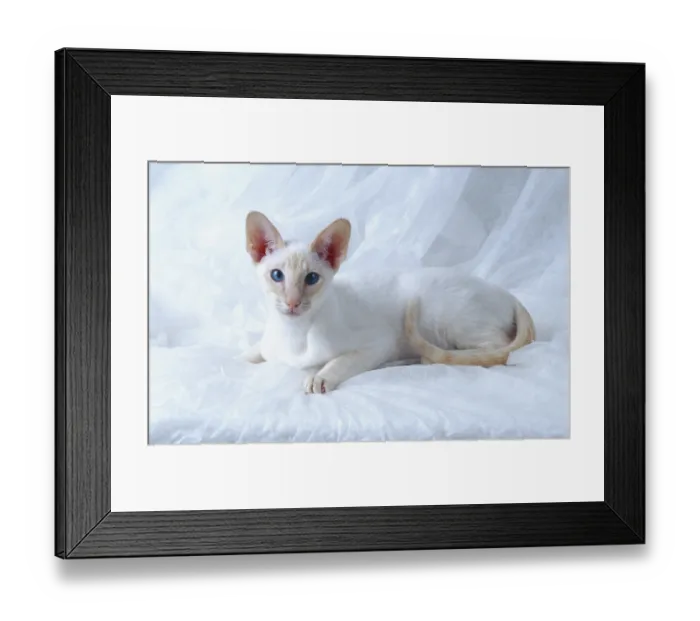 Framed Print : Siamese cat red-silver-tabby reddish colouring male Framed Print : Siamese cat red-silver-tabby reddish colouring male