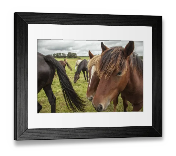 Framed Print : Horse (Equus ferus caballus) Framed Print : Horse (Equus ferus caballus)