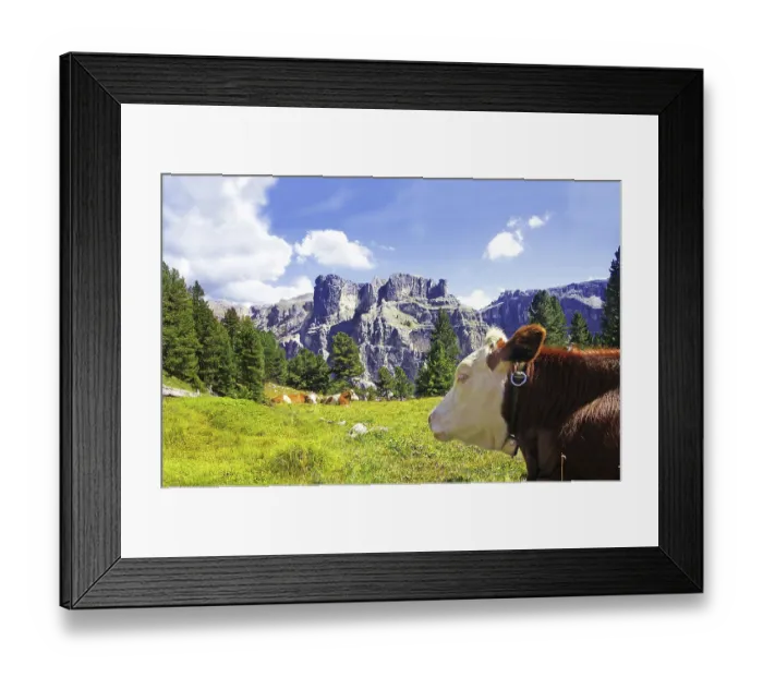 Framed Print : Happy cow near Selva di Val Gardena