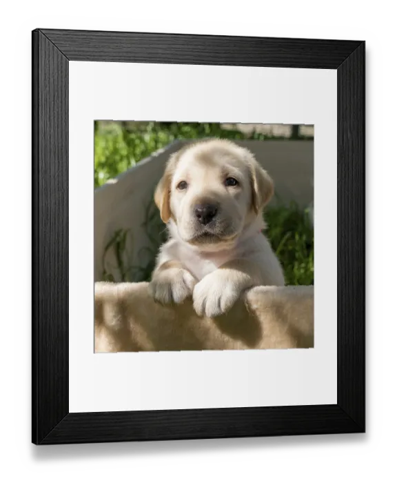Framed Print : Labrador puppy portrait, beautiful little dog Framed Print : Labrador puppy portrait, beautiful little dog