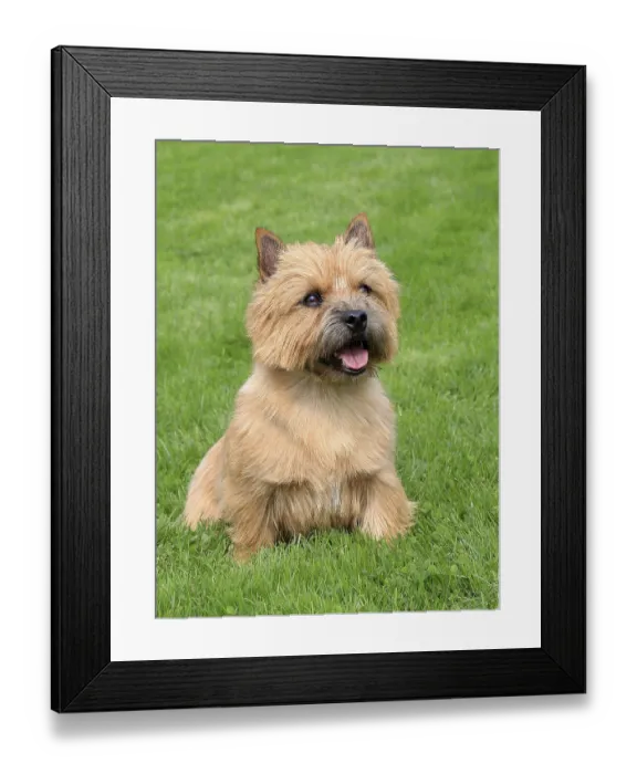 Framed Print : The typical Norwich Terrier on a green grass lawn Framed Print : The typical Norwich Terrier on a green grass lawn