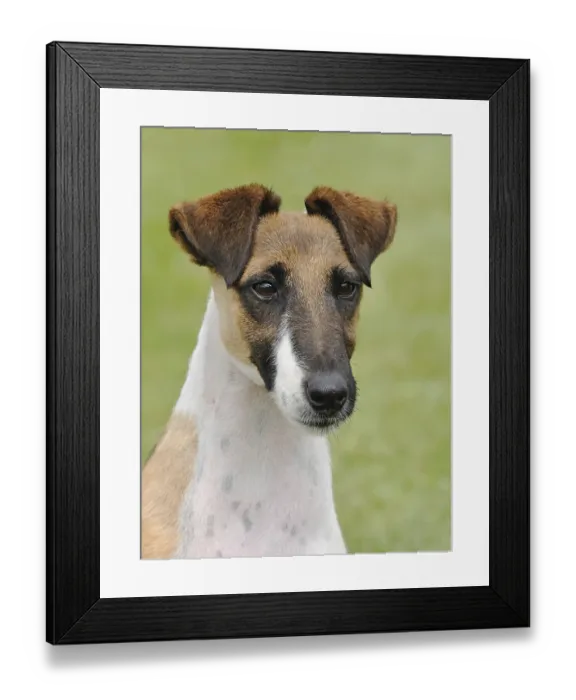 Framed Print : Typical Fox Terrier Smooth in the spring garden Framed Print : Typical Fox Terrier Smooth in the spring garden
