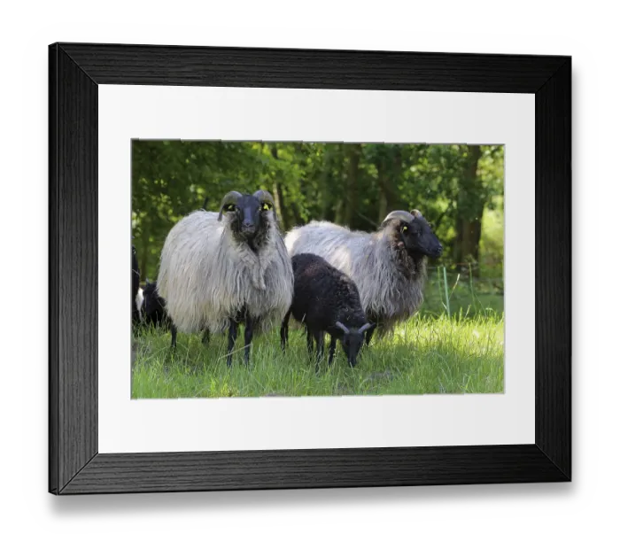 Framed Print : Grey horned Heidschnucken