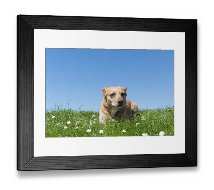 Framed Print : Brown cross breed dog laying in grass