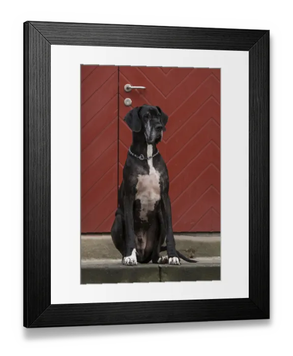 Framed Print : Great Dane in front of a red door Framed Print : Great Dane in front of a red door