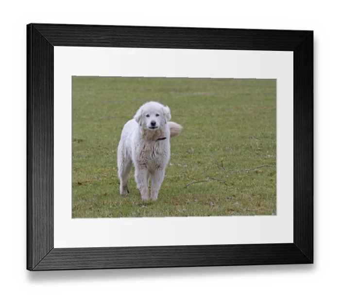 Framed Print : Pyrenean mountain dog on a pasture Framed Print : Pyrenean mountain dog on a pasture