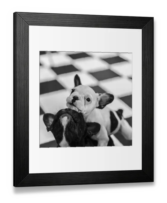 Framed Print : Two playful French bulldogs puppies Framed Print : Two playful French bulldogs puppies