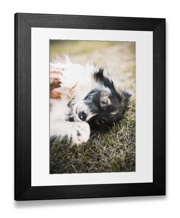 Framed Print : Close-up of a dog lying on the grass