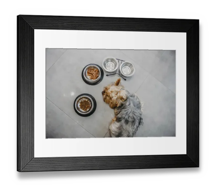 Framed Print : A dog lying beside three metal food bowls on a tile floor Framed Print : A dog lying beside three metal food bowls on a tile floor