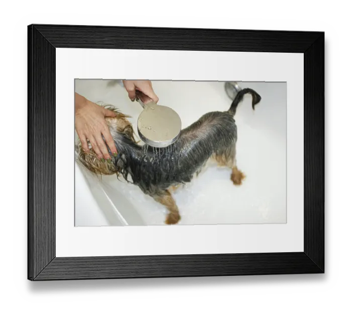 Framed Print : A dog being bathed with a shower head Framed Print : A dog being bathed with a shower head