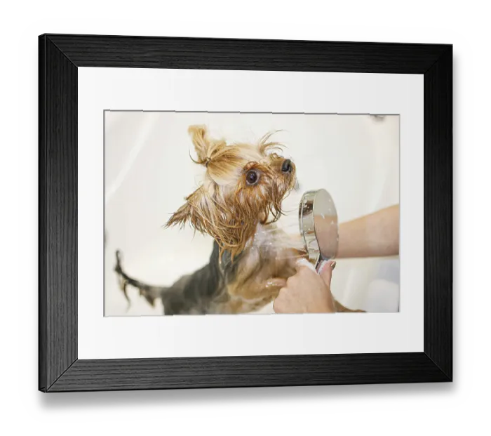 Framed Print : Small Yorkshire Terrier being showered during grooming