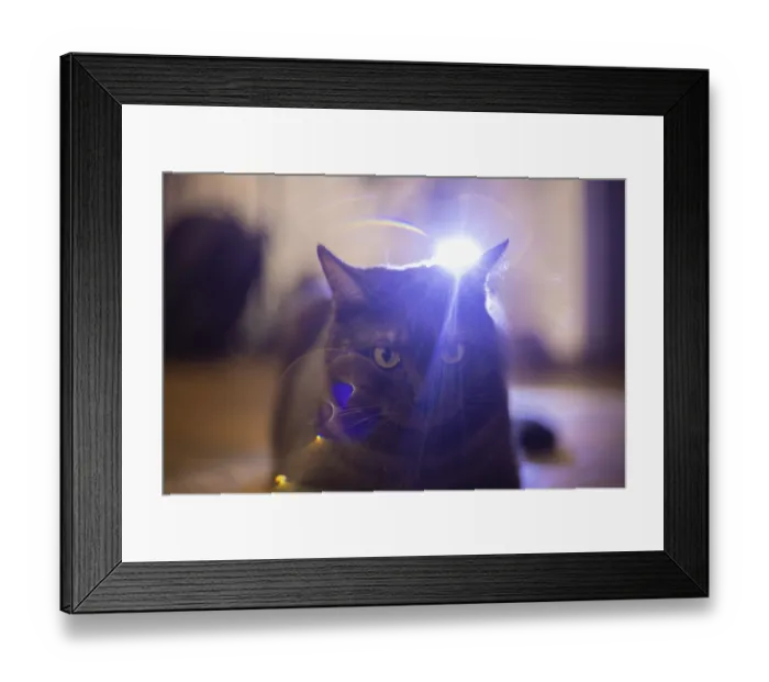 Framed Print : A cat faces front with dramatic light burst behind Framed Print : A cat faces front with dramatic light burst behind