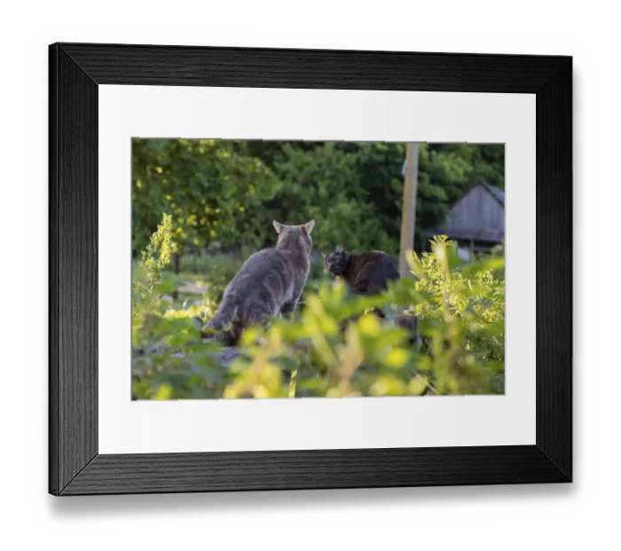 Framed Print : Two cats in a green garden setting
