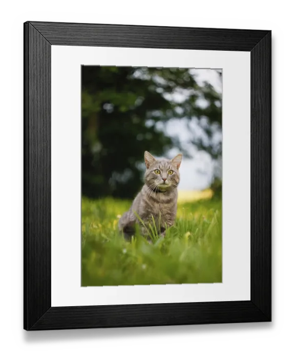 Framed Print : Gray cat in a tranquil setting of grass and greenery Framed Print : Gray cat in a tranquil setting of grass and greenery