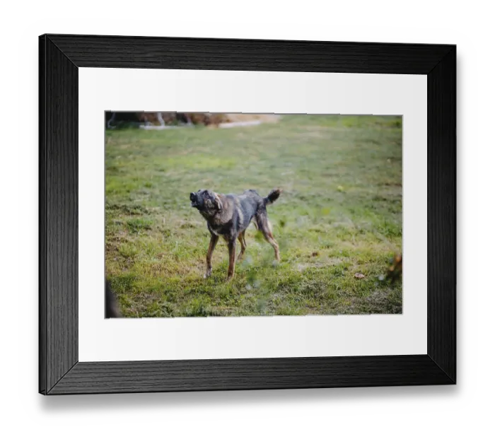 Framed Print : A barking dog stands on a grassy field outdoors Framed Print : A barking dog stands on a grassy field outdoors