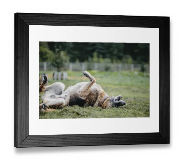 Framed Print : A German Shepherd rolls playfully in grass with paws in the air