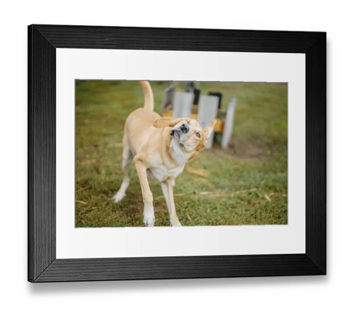 Framed Print : A playful yellow dog shaking its head energetically in an outdoor setting