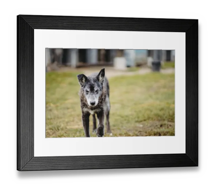 Framed Print : A senior dog walking on grass with a focused expression Framed Print : A senior dog walking on grass with a focused expression