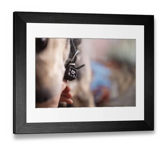 Framed Print : A close-up of a camera held against a dog's collar Framed Print : A close-up of a camera held against a dog's collar