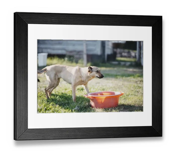Framed Print : A dog curiously approaches a red basin in a sunny yard