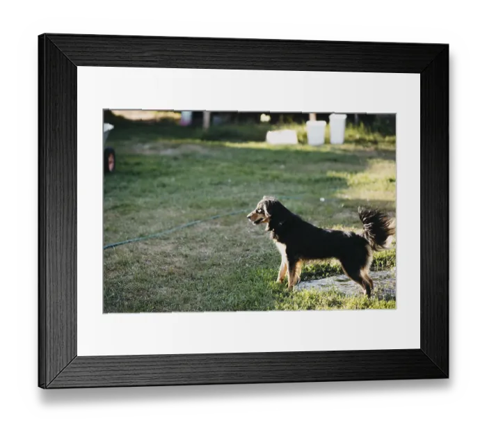 Framed Print : A black and tan dog standing on grass in sunlight Framed Print : A black and tan dog standing on grass in sunlight