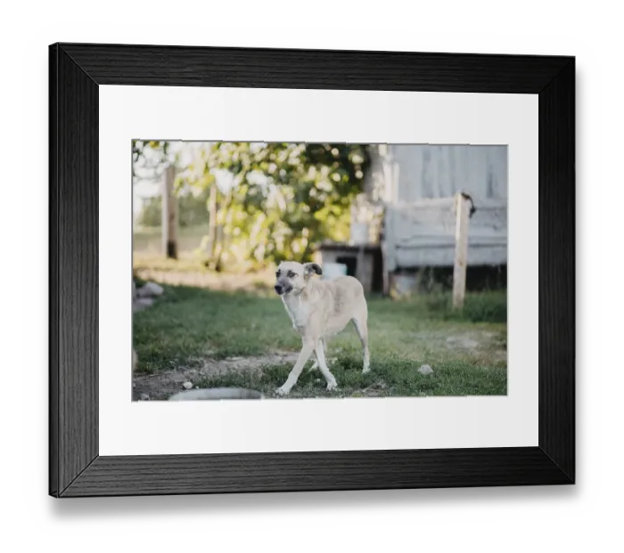 Framed Print : A light tan dog standing in a backyard with greenery Framed Print : A light tan dog standing in a backyard with greenery