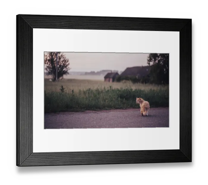 Framed Print : A furry cat walking along a countryside road in the early morning